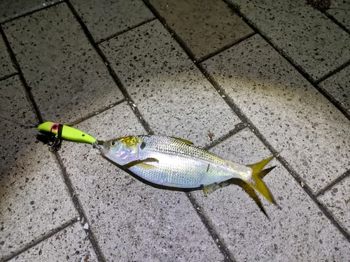 コノシロの釣果