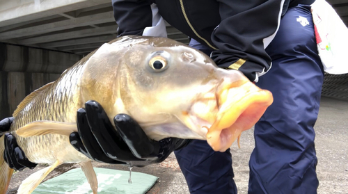 コイの釣果