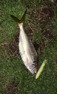 コノシロの釣果