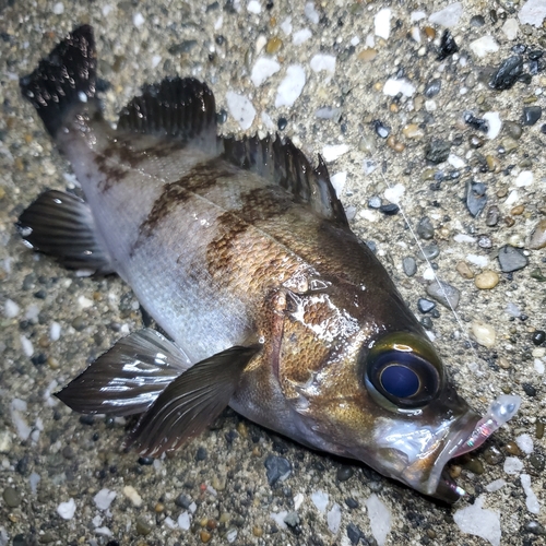 メバルの釣果