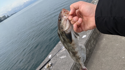 ホッケの釣果