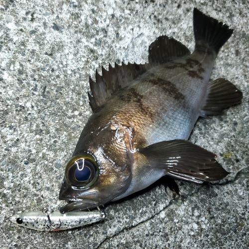 メバルの釣果