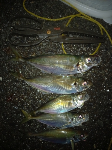 アジの釣果