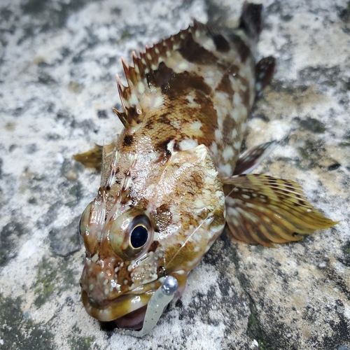 カサゴの釣果