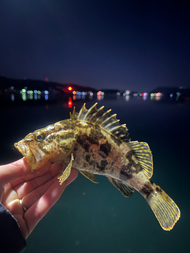 タケノコメバルの釣果