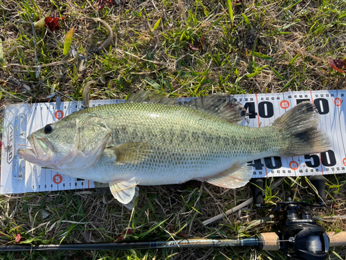 ブラックバスの釣果