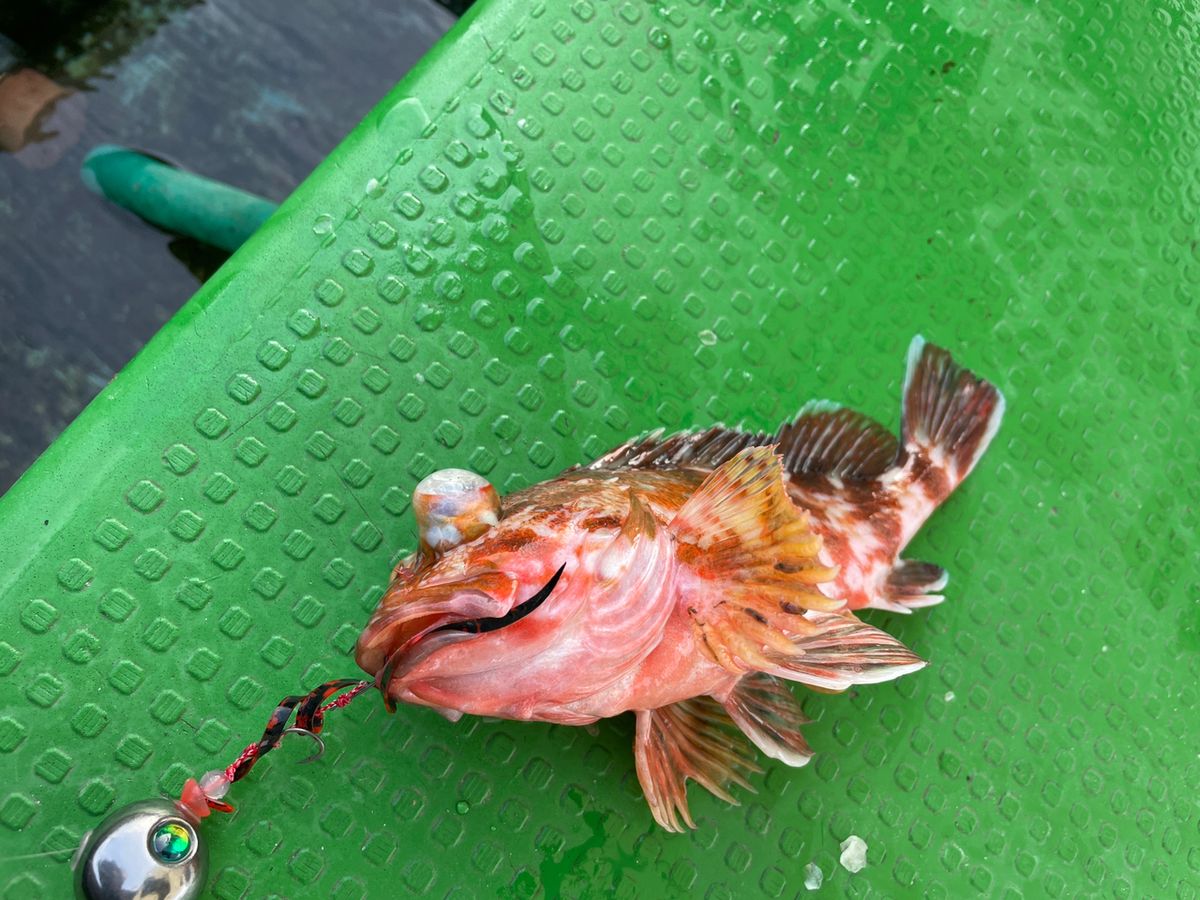 ケンタマンさんの釣果 3枚目の画像