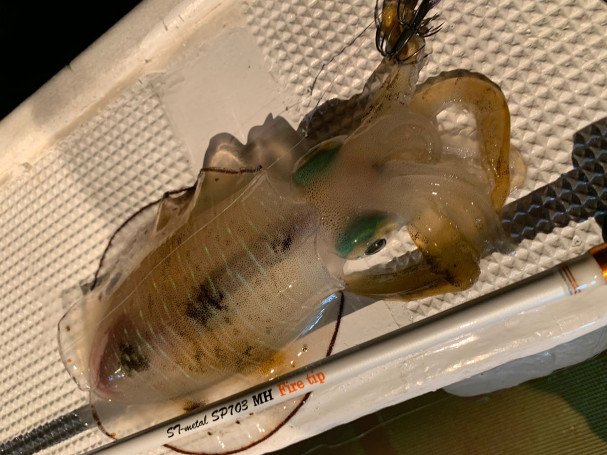 🦑Ｒen。　ニューハーフ釣り師🦑さんの釣果 2枚目の画像