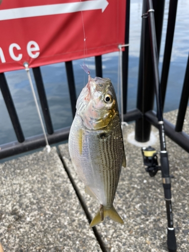 コノシロの釣果