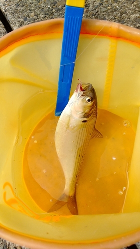 コノシロの釣果