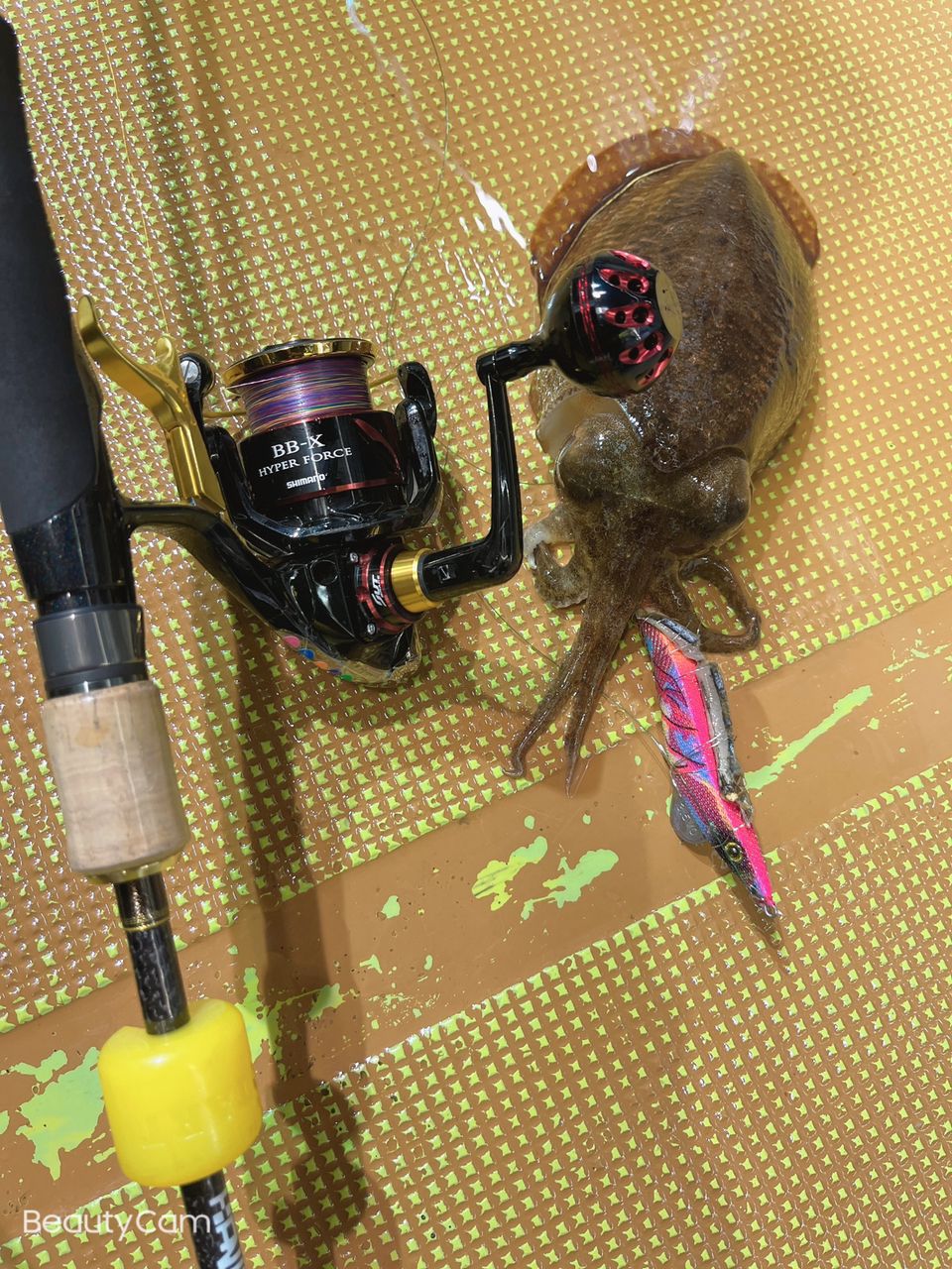 🦑Ｒen。　ニューハーフ釣り師🦑さんの釣果 2枚目の画像