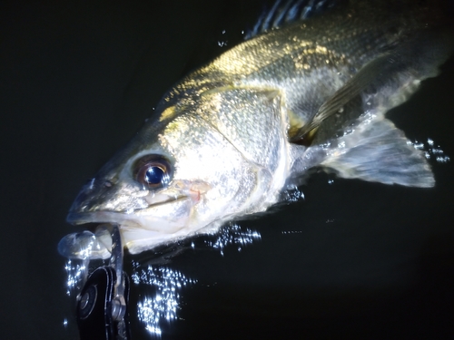 スズキの釣果