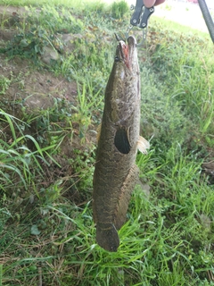 ライギョの釣果