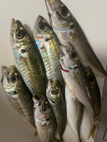 アジの釣果