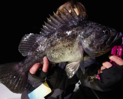 クロソイの釣果