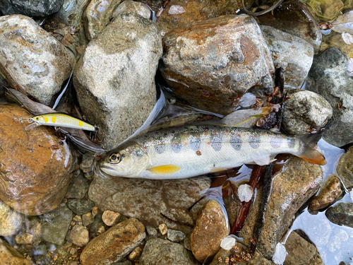 アマゴの釣果