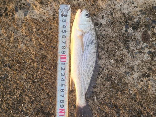 イシモチの釣果