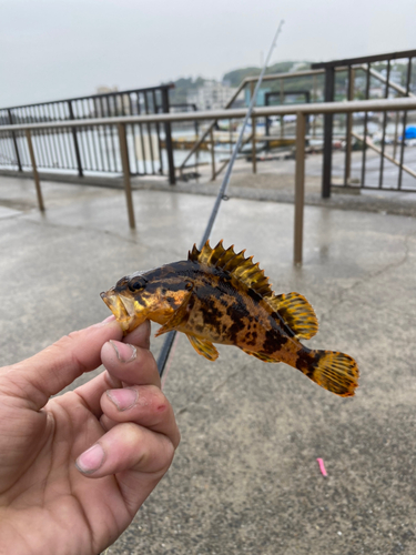 タケノコメバルの釣果