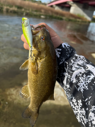 スモールマウスバスの釣果