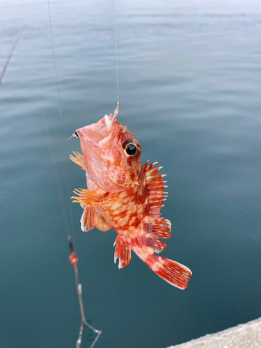 アラカブの釣果