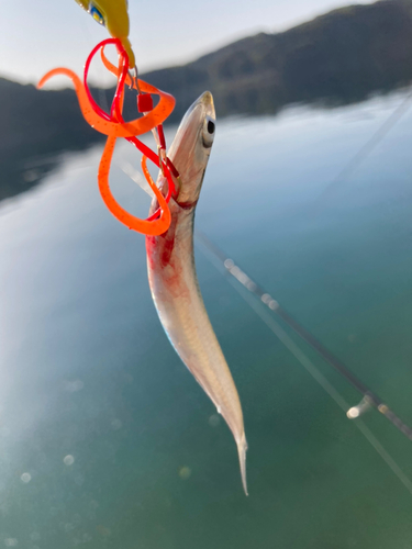 カタクチイワシの釣果