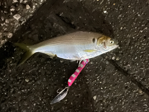 コノシロの釣果