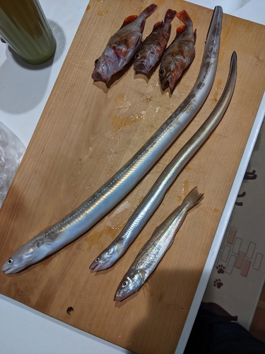 マアナゴの釣果