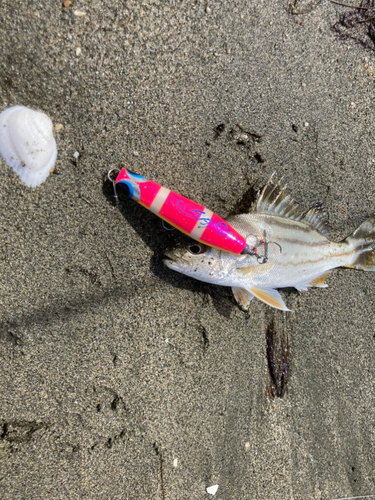 コトヒキの釣果