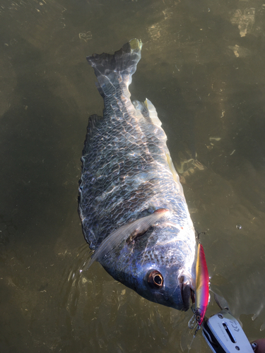 キビレの釣果