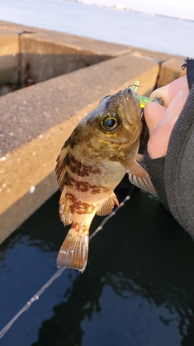 メバルの釣果