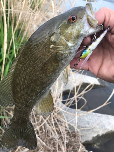 スモールマウスバスの釣果