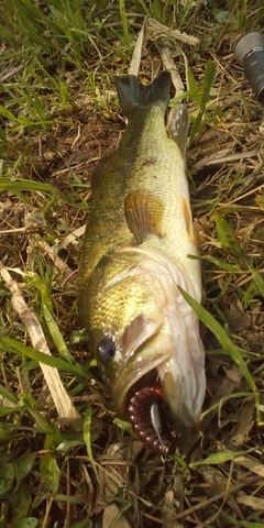 ブラックバスの釣果