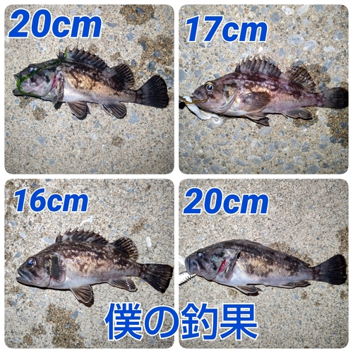 クロソイの釣果