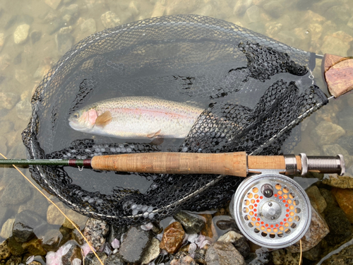 ニジマスの釣果