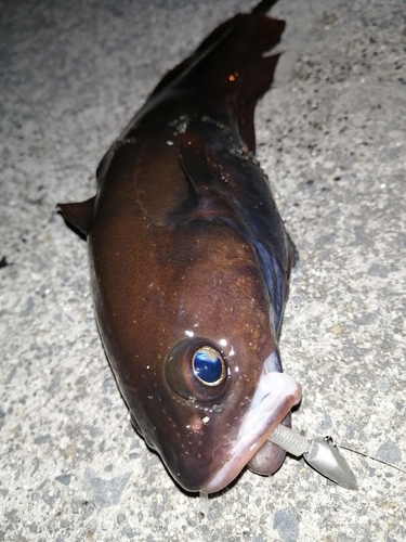 ドンコの釣果