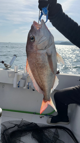 タイの釣果