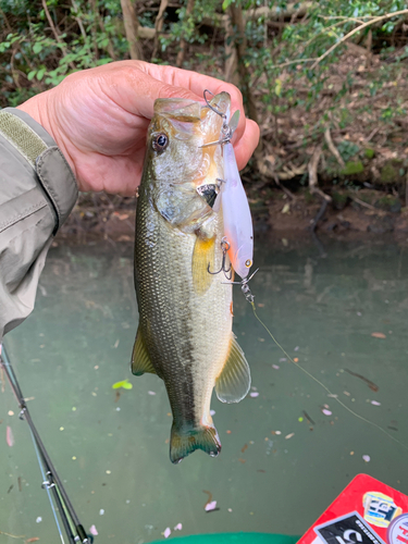 ラージマウスバスの釣果