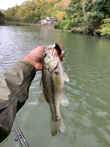 ラージマウスバスの釣果