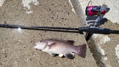 コブダイの釣果