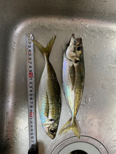 アジの釣果