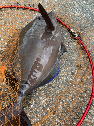 ニザダイの釣果