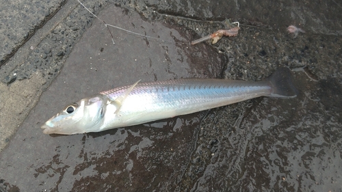 シロギスの釣果