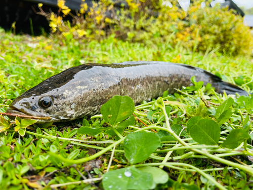 ライギョの釣果