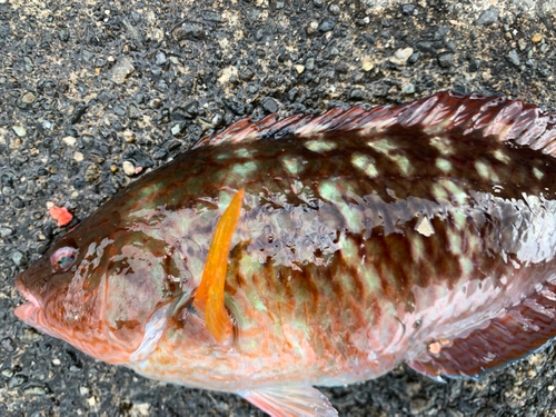 ホシササノハベラの釣果