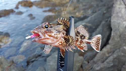 カサゴの釣果