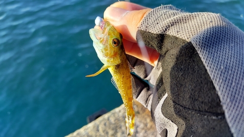 アナハゼの釣果