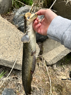 ナマズの釣果