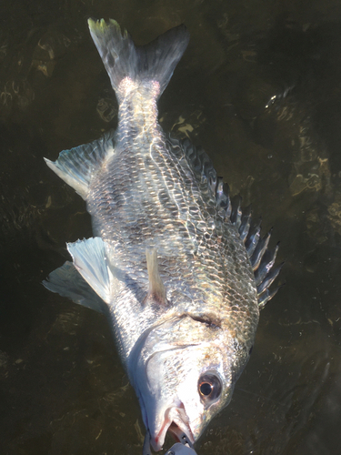 キビレの釣果