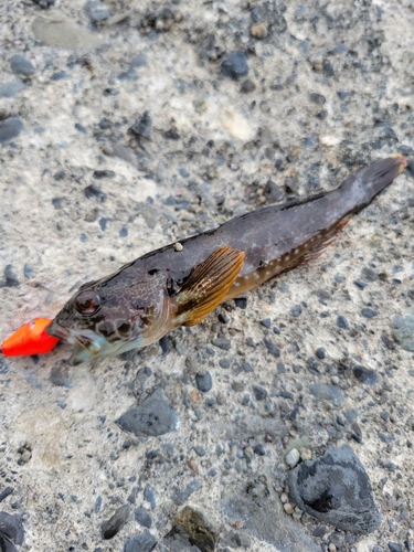 アナハゼの釣果