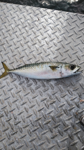 サバの釣果